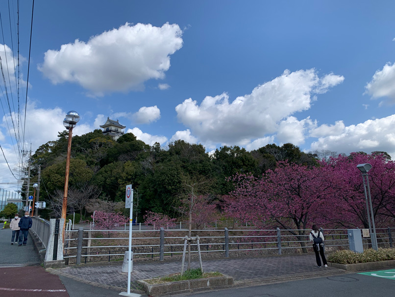 掛川城の復元木造天守と掛川桜