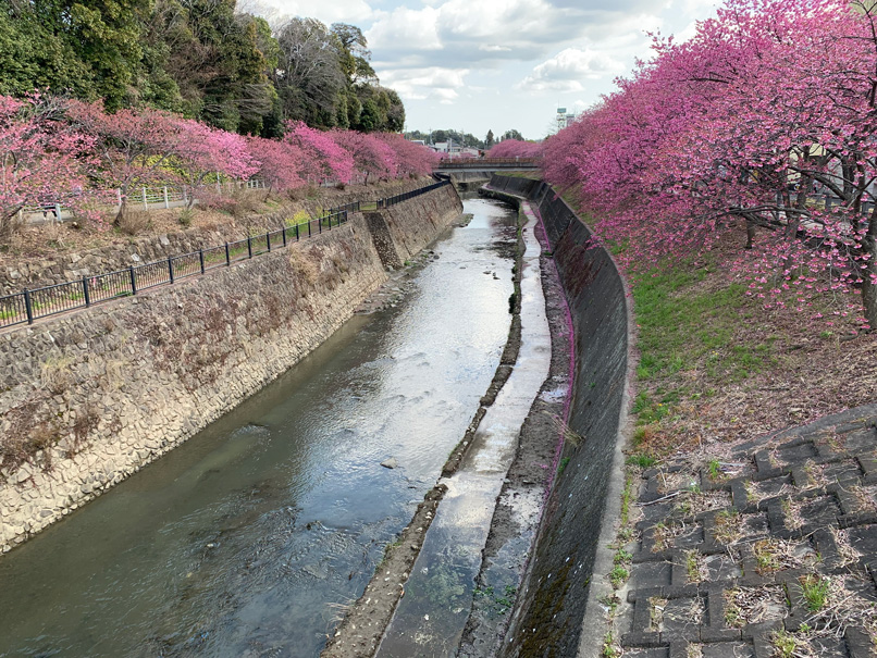 逆川沿いの掛川桜